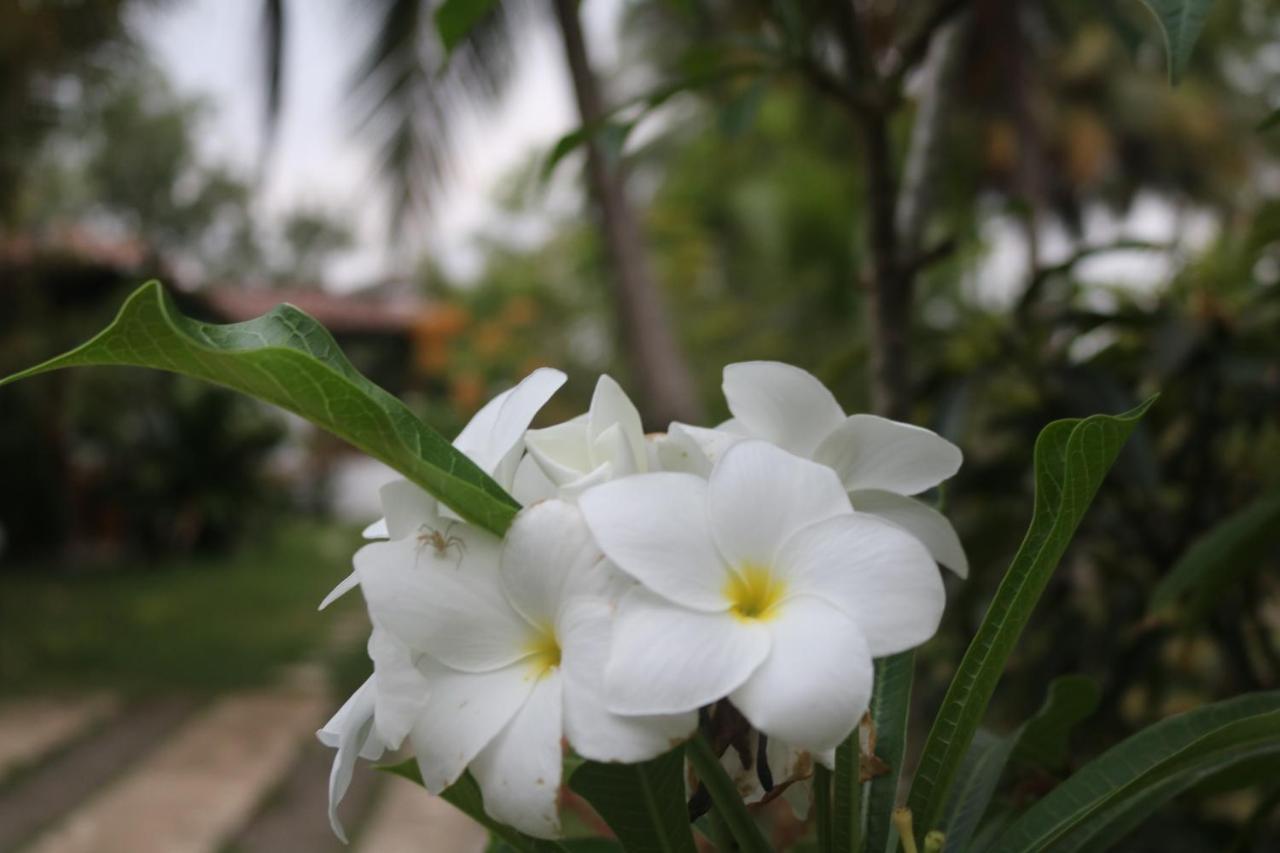 فيلا Coconut Island تانجالي المظهر الخارجي الصورة