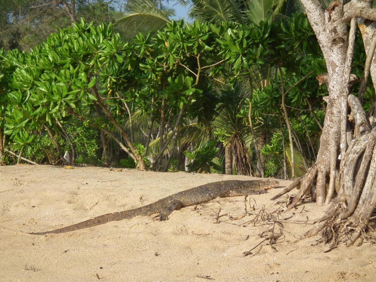 فيلا Coconut Island تانجالي المظهر الخارجي الصورة