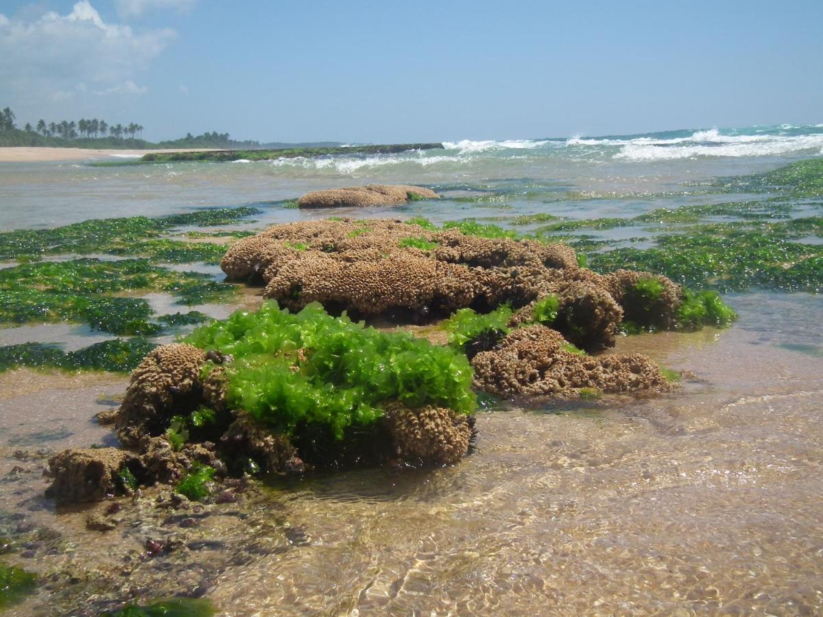 فيلا Coconut Island تانجالي المظهر الخارجي الصورة